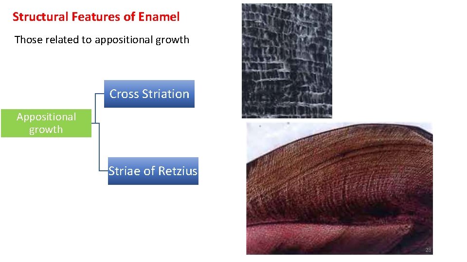 Structural Features of Enamel Those related to appositional growth Cross Striation Appositional growth Striae