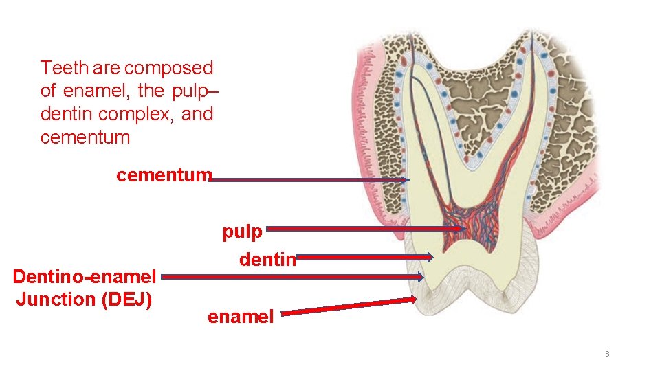 Teeth are composed of enamel, the pulp– dentin complex, and cementum Dentino-enamel Junction (DEJ)