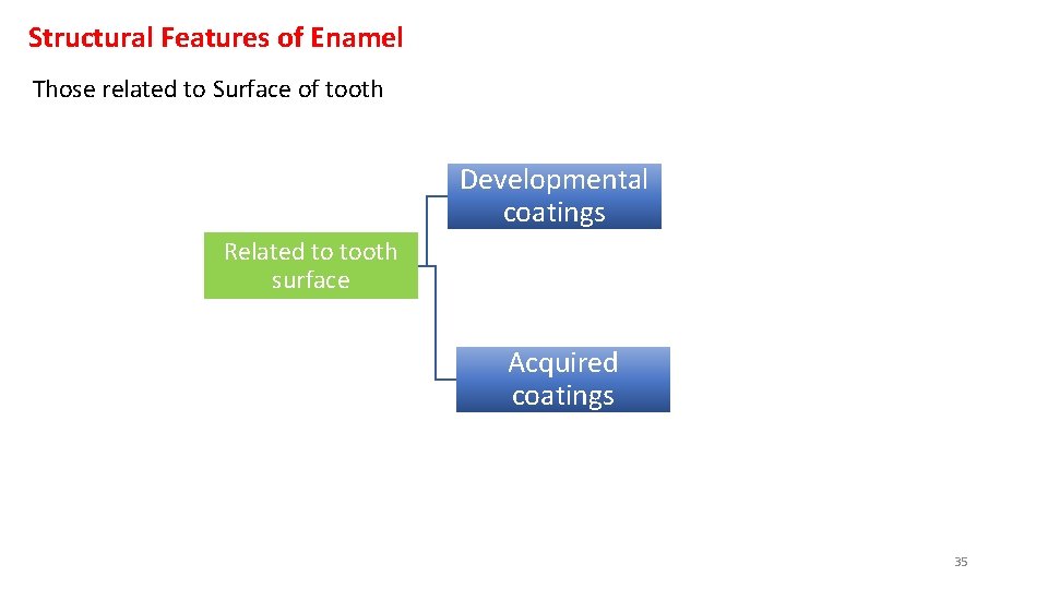 Structural Features of Enamel Those related to Surface of tooth Developmental coatings Related to