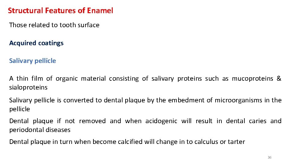 Structural Features of Enamel Those related to tooth surface Acquired coatings Salivary pellicle A