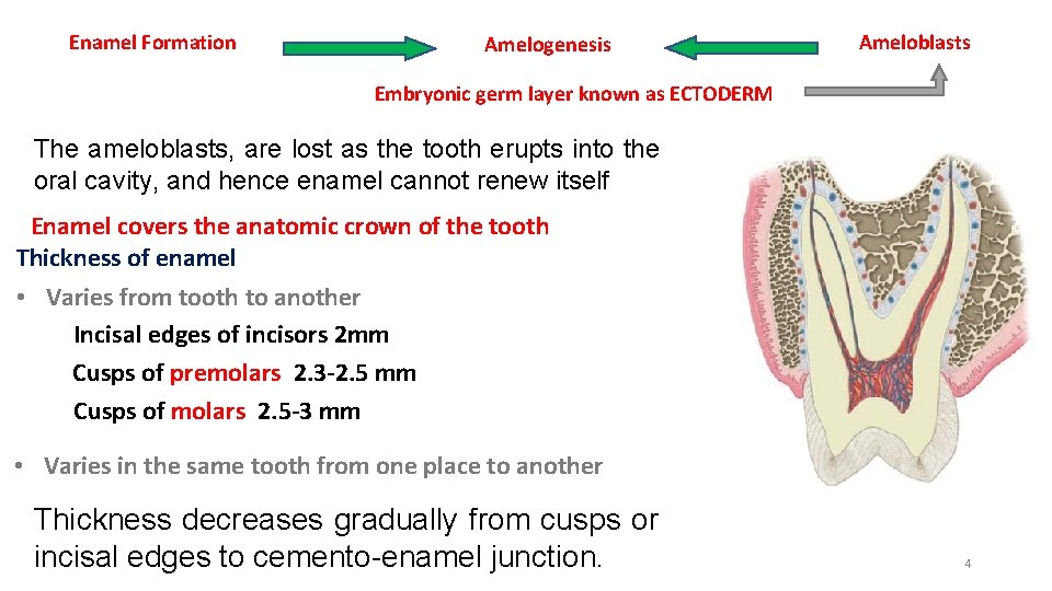 Enamel Formation Amelogenesis Ameloblasts Embryonic germ layer known as ECTODERM The ameloblasts, are lost