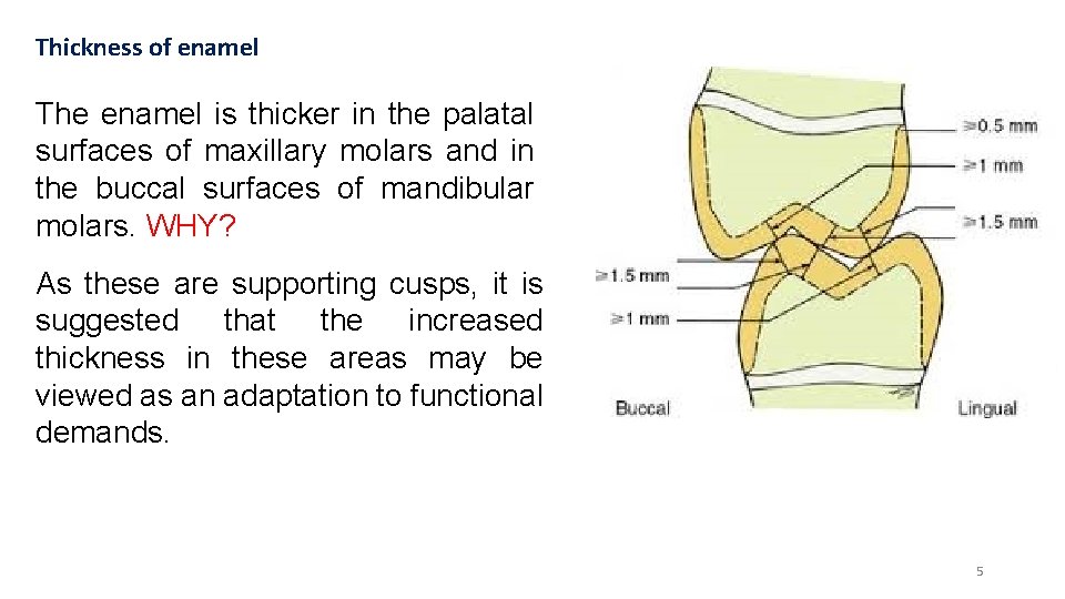 Thickness of enamel The enamel is thicker in the palatal surfaces of maxillary molars