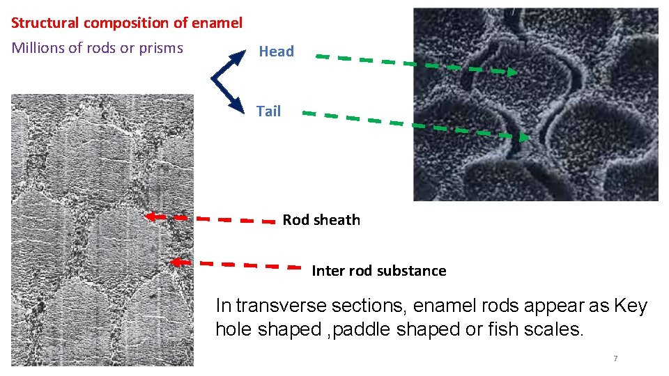 Structural composition of enamel Millions of rods or prisms Head Tail Rod sheath Inter