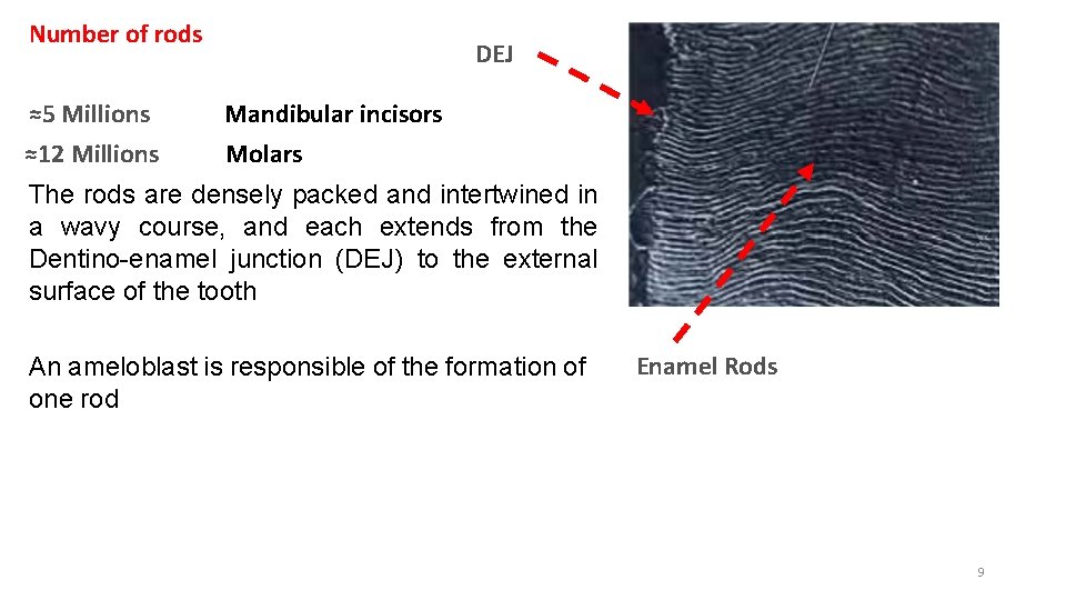 Number of rods ≈5 Millions ≈12 Millions DEJ Mandibular incisors Molars The rods are