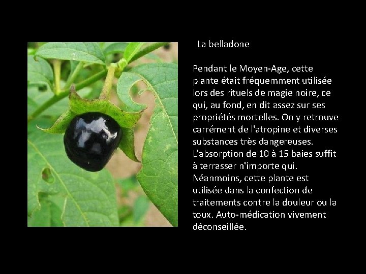 La belladone Pendant le Moyen-Age, cette plante était fréquemment utilisée lors des rituels de