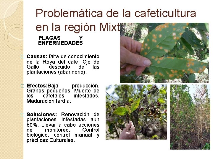 Problemática de la cafeticultura en la región Mixteca. PLAGAS Y ENFERMEDADES � Causas: falta