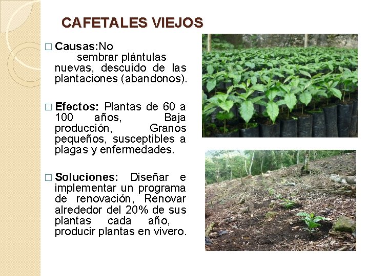 CAFETALES VIEJOS � Causas: No sembrar plántulas nuevas, descuido de las plantaciones (abandonos). �