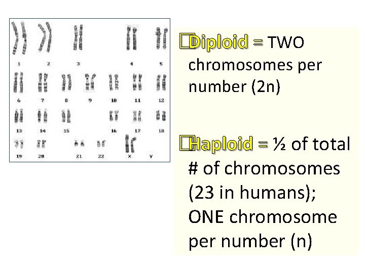 �Diploid = TWO chromosomes per number (2 n) �Haploid = ½ of total #