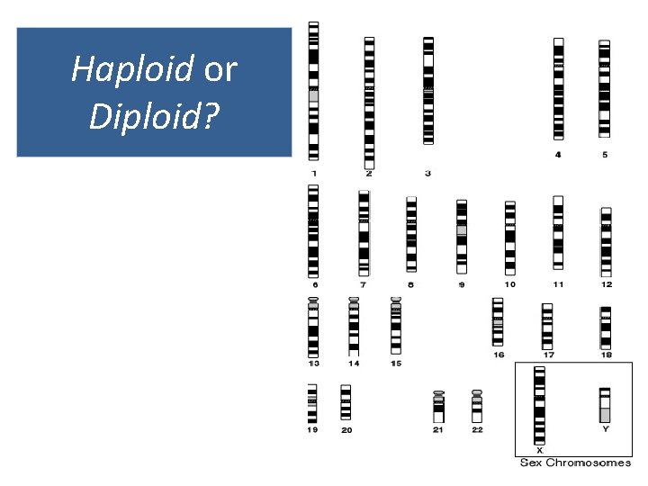 Haploid or Diploid? 