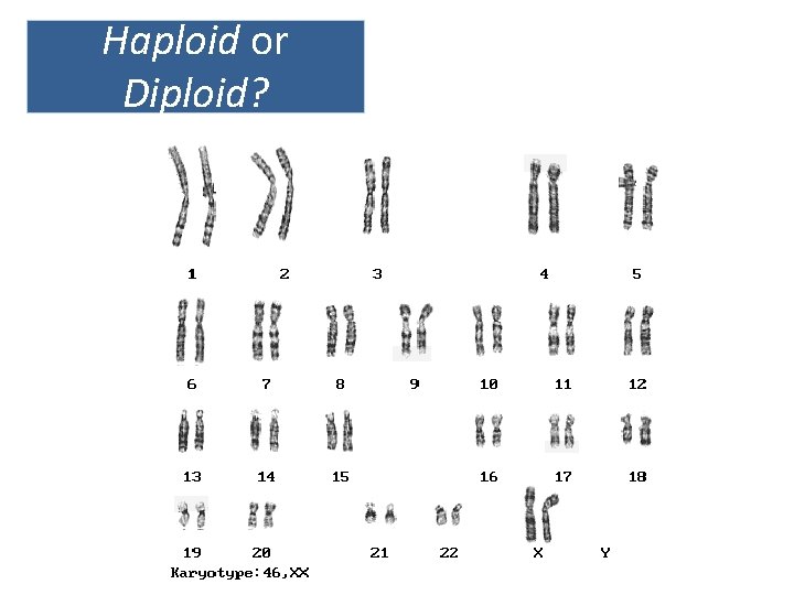 Haploid or Diploid? 