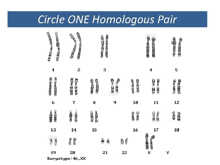 Circle ONE Homologous Pair 