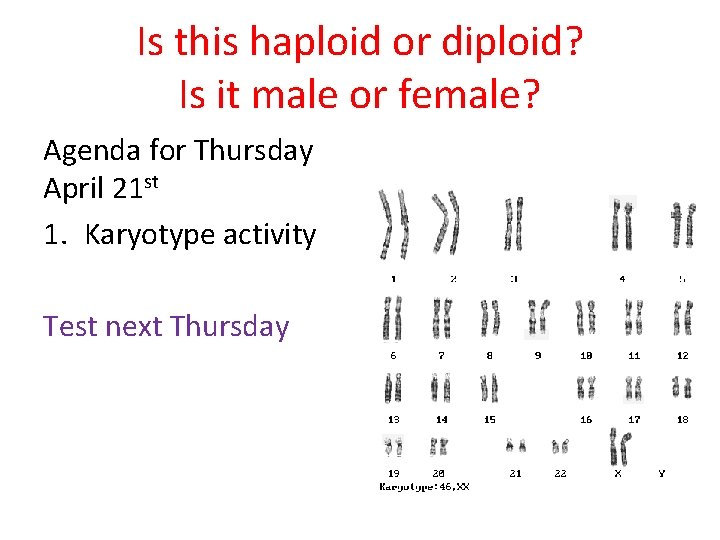 Is this haploid or diploid? Is it male or female? Agenda for Thursday April