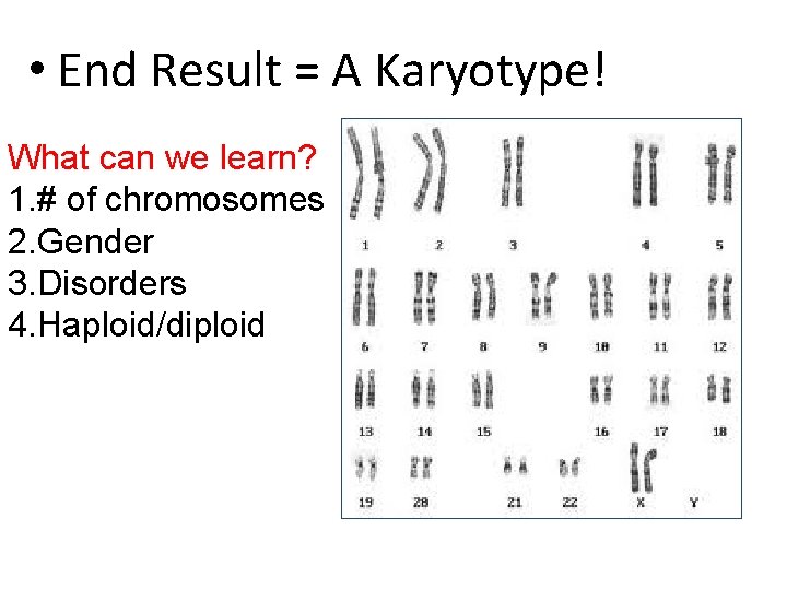  • End Result = A Karyotype! What can we learn? 1. # of