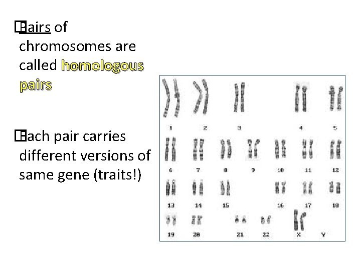 � Pairs of chromosomes are called homologous pairs � Each pair carries different versions