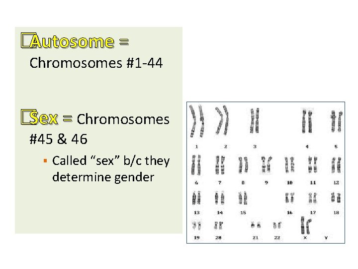 �Autosome = Chromosomes #1 -44 �Sex = Chromosomes #45 & 46 § Called “sex”