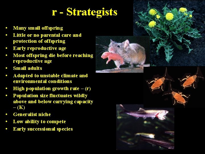 r - Strategists • • • Many small offspring Little or no parental care