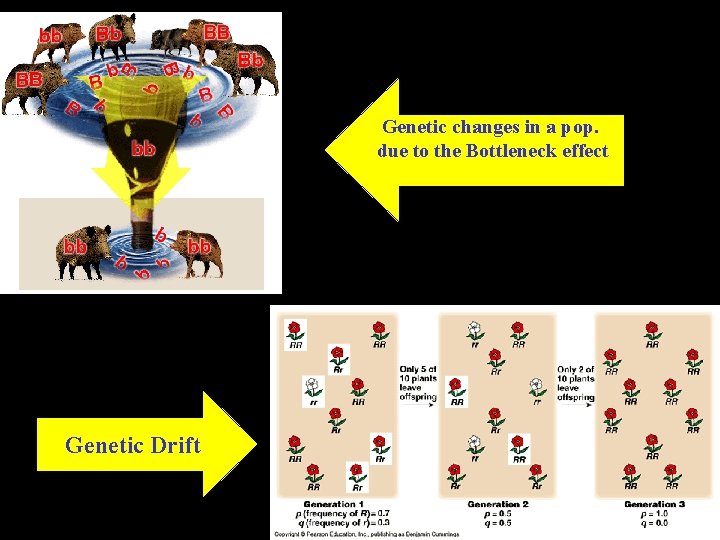Genetic changes in a pop. due to the Bottleneck effect Genetic Drift 