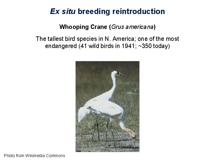 Ex situ breeding reintroduction Whooping Crane (Grus americana) The tallest bird species in N.