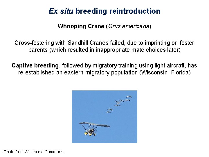 Ex situ breeding reintroduction Whooping Crane (Grus americana) Cross-fostering with Sandhill Cranes failed, due