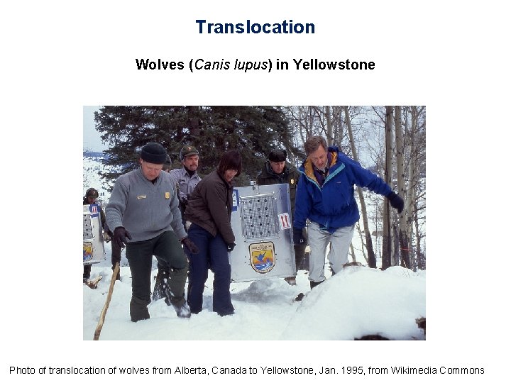 Translocation Wolves (Canis lupus) in Yellowstone Photo of translocation of wolves from Alberta, Canada