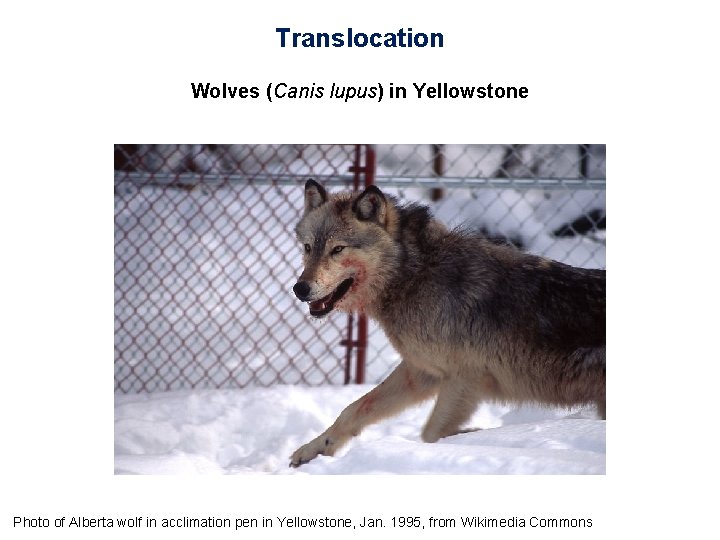 Translocation Wolves (Canis lupus) in Yellowstone Photo of Alberta wolf in acclimation pen in