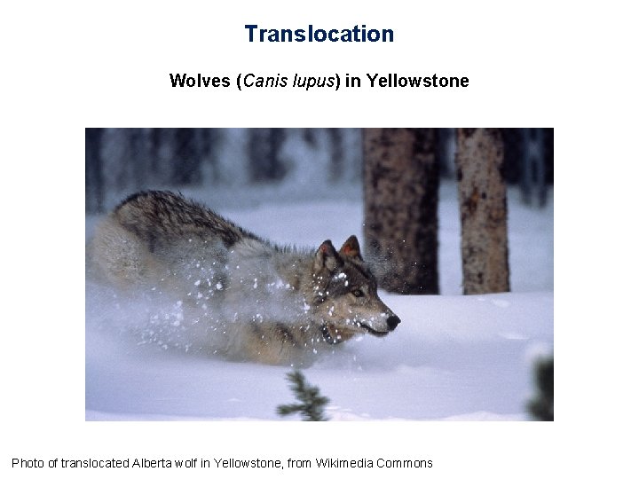 Translocation Wolves (Canis lupus) in Yellowstone Photo of translocated Alberta wolf in Yellowstone, from