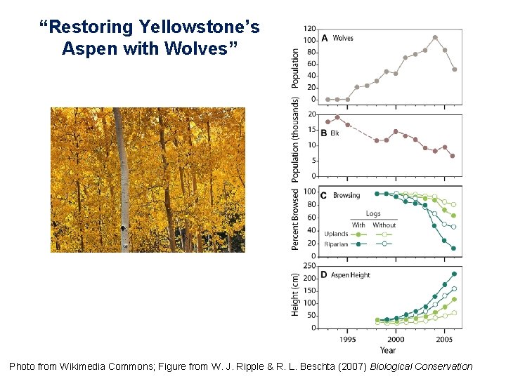 “Restoring Yellowstone’s Aspen with Wolves” Photo from Wikimedia Commons; Figure from W. J. Ripple