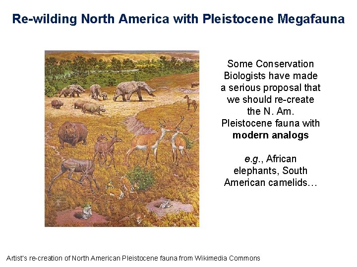 Re-wilding North America with Pleistocene Megafauna Some Conservation Biologists have made a serious proposal