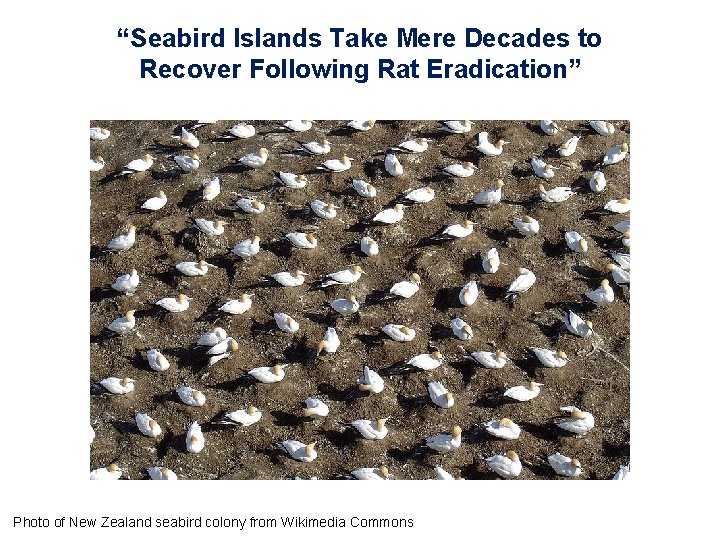 “Seabird Islands Take Mere Decades to Recover Following Rat Eradication” Photo of New Zealand