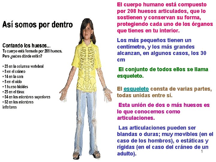 El cuerpo humano está compuesto por 208 huesos articulados, que lo sostienen y conservan