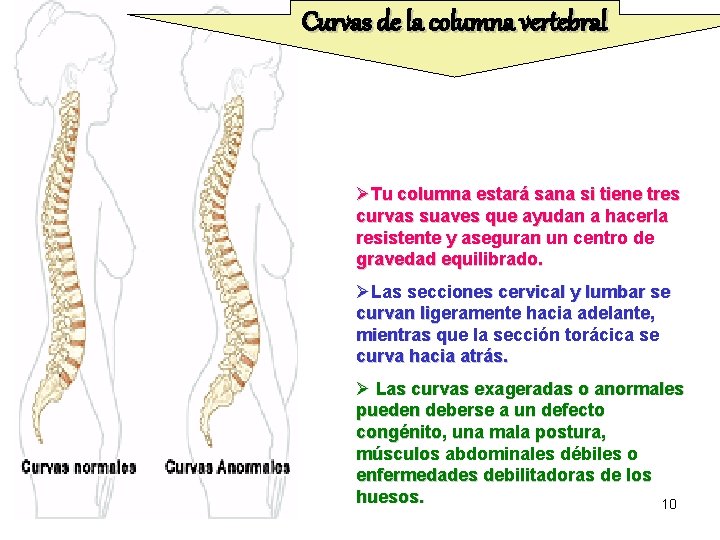 Curvas de la columna vertebral ØTu columna estará sana si tiene tres curvas suaves