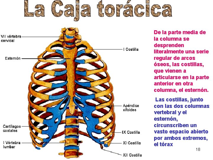 De la parte media de la columna se desprenden literalmente una serie regular de