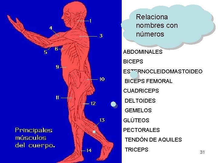 Relaciona nombres con números ABDOMINALES BICEPS ESTERNOCLEIDOMASTOIDEO BICEPS FEMORAL CUADRICEPS DELTOIDES GEMELOS GLÚTEOS PECTORALES