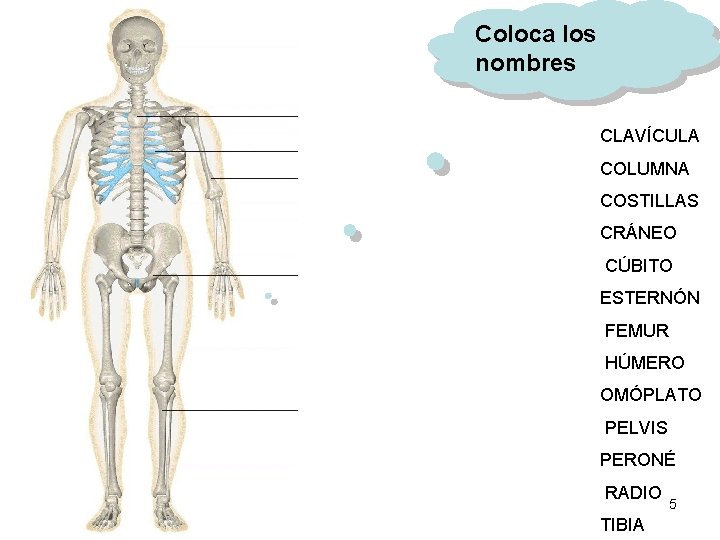 Coloca los nombres CLAVÍCULA COLUMNA COSTILLAS CRÁNEO CÚBITO ESTERNÓN FEMUR HÚMERO OMÓPLATO PELVIS PERONÉ