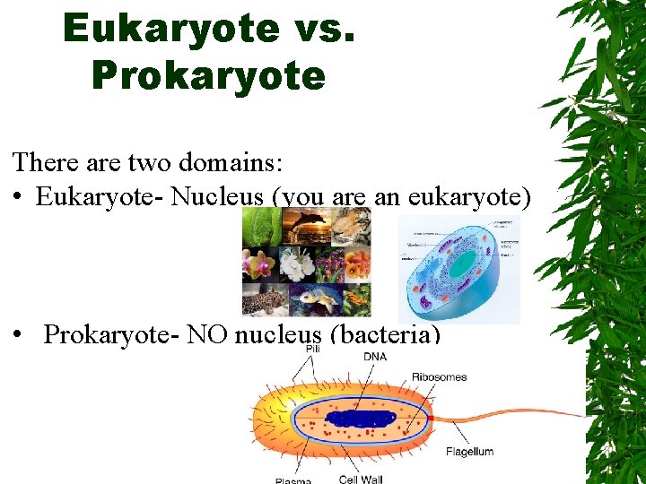 Eukaryote vs. Prokaryote There are two domains: • Eukaryote- Nucleus (you are an eukaryote)