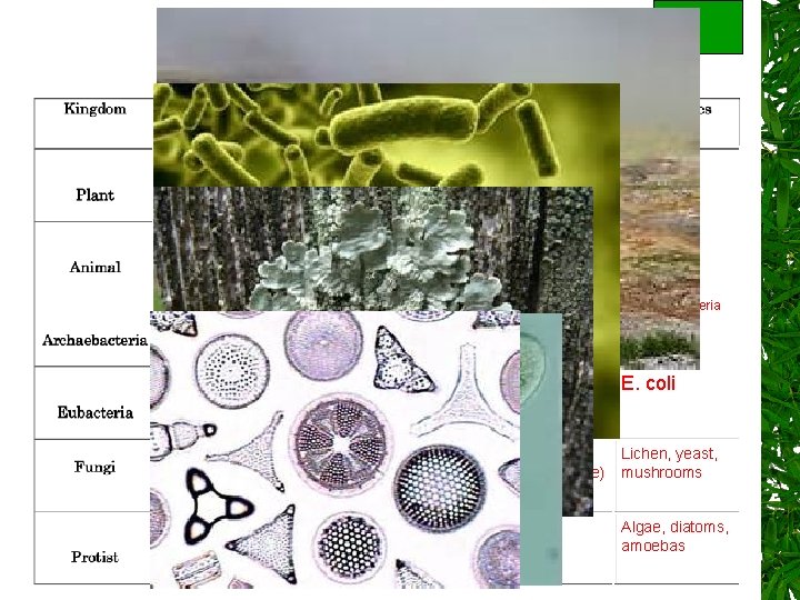 Eukaryote Cell wall of multi cellulose auto Eukaryote none hetero Prokaryote Archaea Cell wall