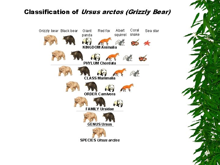 Classification of Ursus arctos (Grizzly Bear) Section 18 -1 Grizzly bear Black bear Giant
