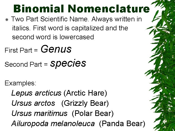Binomial Nomenclature Two Part Scientific Name. Always written in italics. First word is capitalized