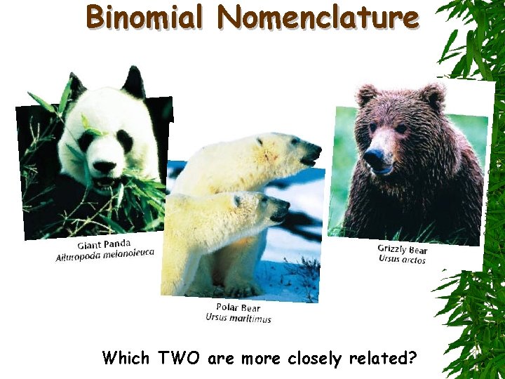 Binomial Nomenclature Which TWO are more closely related? 