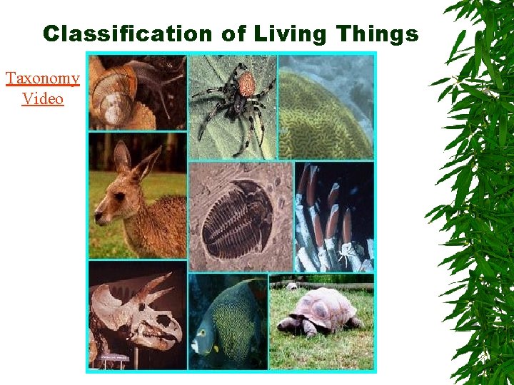 Classification of Living Things Taxonomy Video 