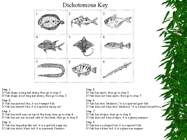 Dichotomous Key 1 2 3 4 5 6 7 8 9 Step 1 If