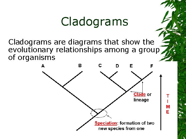 – Cladograms are diagrams that show the evolutionary relationships among a group of organisms