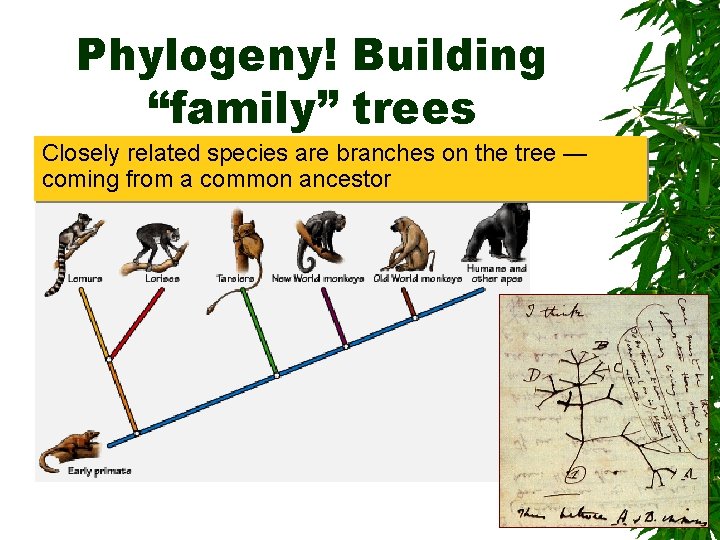 Phylogeny! Building “family” trees Closely related species are branches on the tree — coming