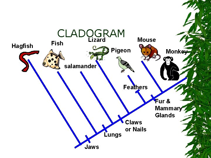Hagfish CLADOGRAM Lizard Fish Mouse Pigeon Monkey salamander Feathers Fur & Mammary Glands Lungs