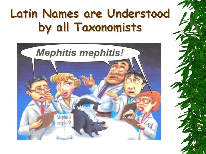 Latin Names are Understood by all Taxonomists 