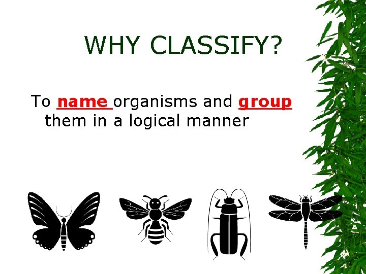 WHY CLASSIFY? To name organisms and group them in a logical manner 
