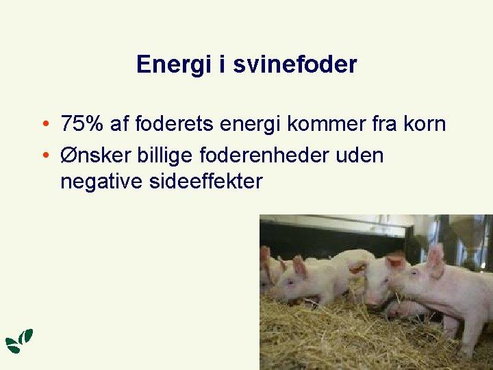 Energi i svinefoder • 75% af foderets energi kommer fra korn • Ønsker billige