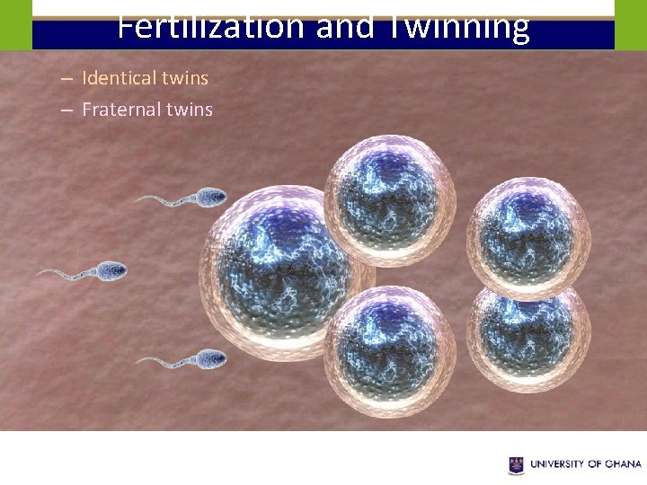 Fertilization and Twinning – Identical twins – Fraternal twins 