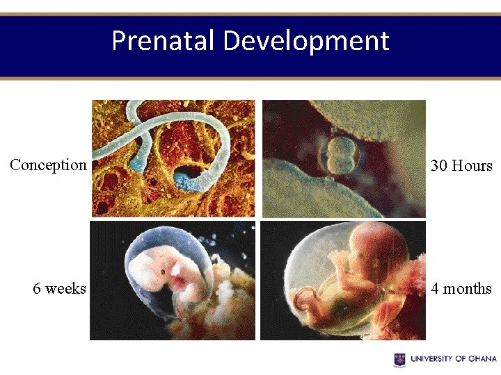 Prenatal Development Conception 30 Hours 6 weeks 4 months 