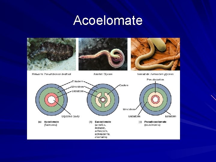 Acoelomate 